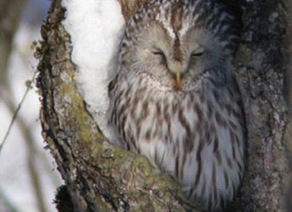 北海道の野生動物 フォトアルバム カテゴリー 北海道でんき保安協会